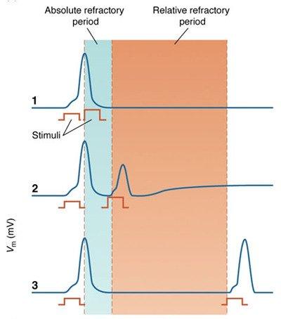 저는신경세포의활동전위가발생하는과정이시장의버블과매우유사하다는점을깨달았습니다. 전압의오버슈팅과언더슈팅까지말이죠. 특히제가신경세포에서가장큰영감을받은것은절대적불응기와상대적불응기라는개념입니다. 절대적불응기 (absolute refractory period) 와상대적불응기 (relative refractory period) 란뭘까요?