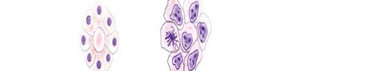 Microarray 의데이터 D matrix (차원행렬 ) 로표현 행 (row) : 유전자 (gene), 단백질 ( proteins) 등 열 (column) : 개인 (individuals), strains( 계통 ), 세포타입 (cell types) 등 Microarray 의목적 how active are various genes in