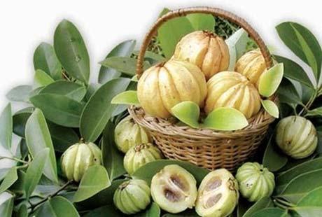 은인도남서부에서자생하는열대식물인 가르시니아캄보지아 열매의껍질부위에서추출한성분이다.
