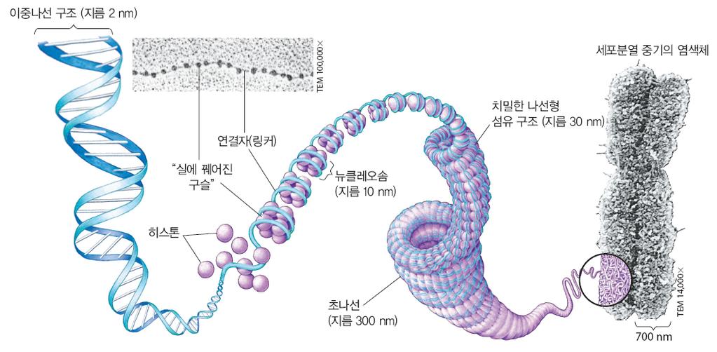 진핵세포염색체의 DNA 압축단계