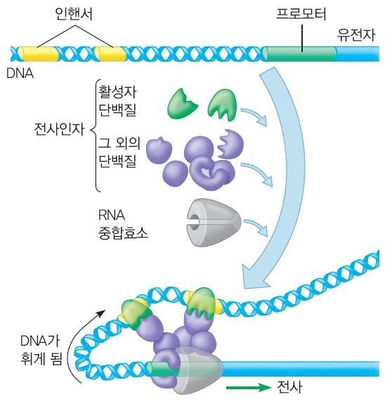 진핵생물의유전자발현모델 3.
