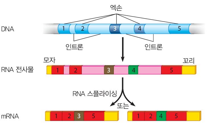 4. 진핵생물의 RNA 는한가지이상의방법으로스플라이싱된다 선택적 RNA 스플라이싱 (Alternative RNA splicing) 동일한전사체로부터서로다른 mrna