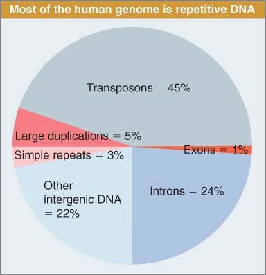 인간게놈 DNA 중 : 유전자 ( 엑손 + 인트론 ): 25% 엑손 : 1%, 인트론 : 24% 나머지는유전자가아닌 DNA Figure 06.12: The largest component of the human genome consists of transposons.