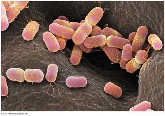 Cells of E. coli bacteria E. coli 1.