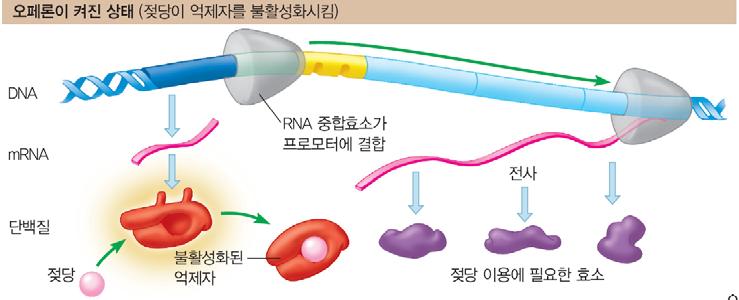 lac 오페론의조절 조절유전자 (regulatory gene) : 오페론의바깥쪽에위치하며, 억제자단백질을암호화한다.