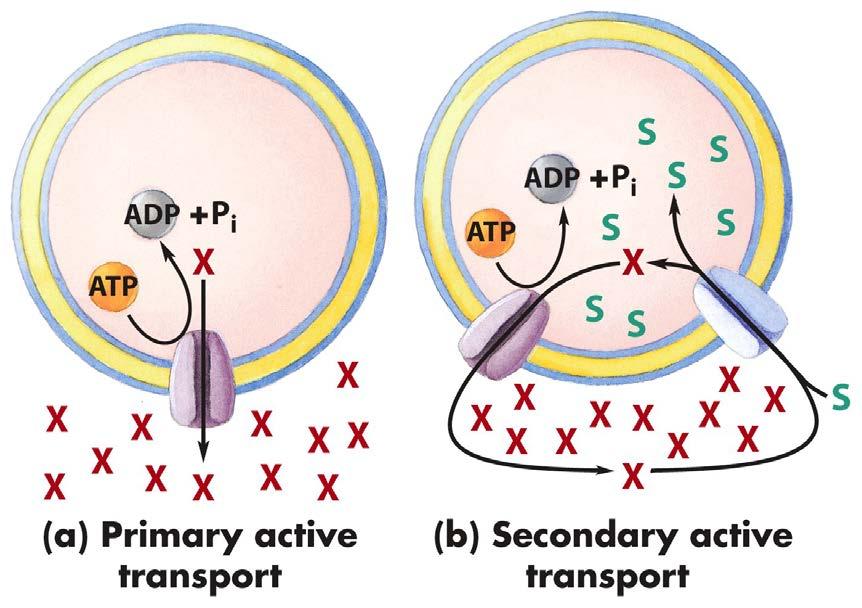 Primary (direct) active transport (for example Na/K ATPase) - solute accumulation is coupled directly to ATP hydrolysis (ATP