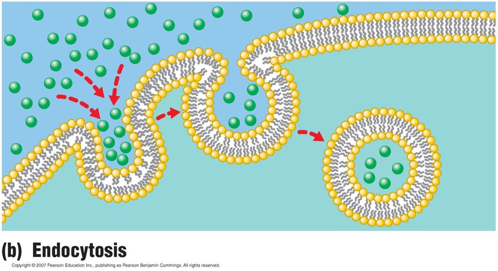 Endocytosis Takes material into the cell. Movie exocytosis and endocytosis 36 sec http://www.youtube.