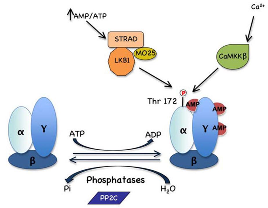 - 하주헌외 1 인 : 생체에너지대사조절에서 AMPK 의역할 - Fig. 3. Regulation of AMPK activation. Figure from Viollet et al., 2009[58]. 할수있기때문에 AMP와 ATP는세포내에서상호보완적으로다양한작용을한다 [16].