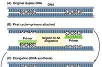 nucleotides to the 3 -end of a primer DNA chain Polymerase