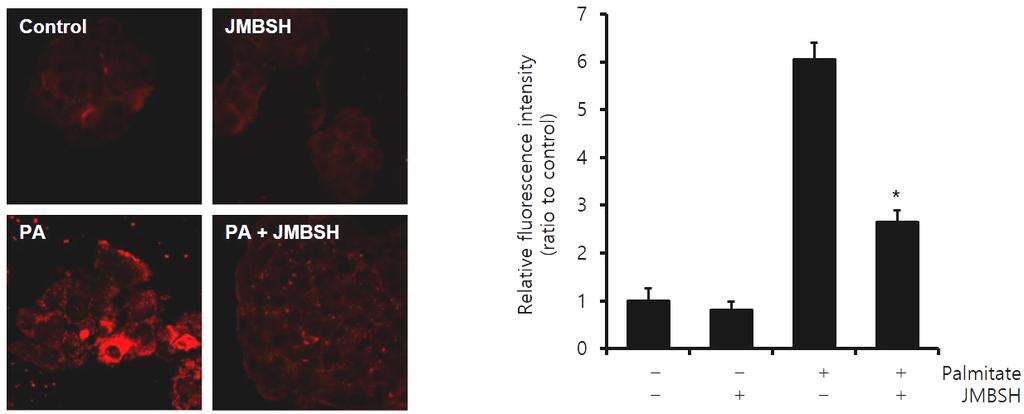 중만분소환추출물이 Palmitate 로유발된비알코올성지방간 HepG2 cell 모델에미치는영향 2. 세포내지질축적에미치는영향세포내지방은 Nile Red에의해붉게염색되어관찰되었다. 세포내지질축적을관찰한결과, 대조군의형광강도 1±0.27에대해 JMBSH 1,000 μg/ml 만투여한경우에는 0.82±0.17, Palmitate만처리한 경우에는 6.06±0.