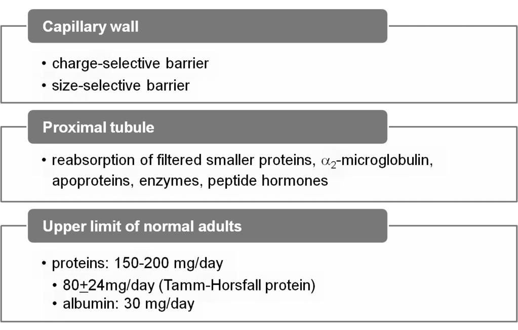 mg/day in adults Overt proteinuria >500