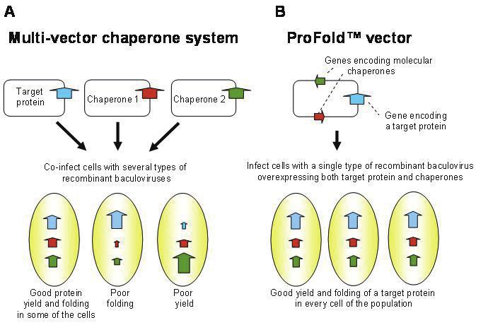 예를들면, polyhedrin promoter 를이용하는일반적인 baculovirus system 의경우세포내전체단백질발현량의 30% 이상을목적단백질로발현시킨다. Chaperone 의존적인많은목적단백질이 misfolding 되는것은곤충의 chaperone 을목적단백질과같은수준으로발현시켜해결할수있다.