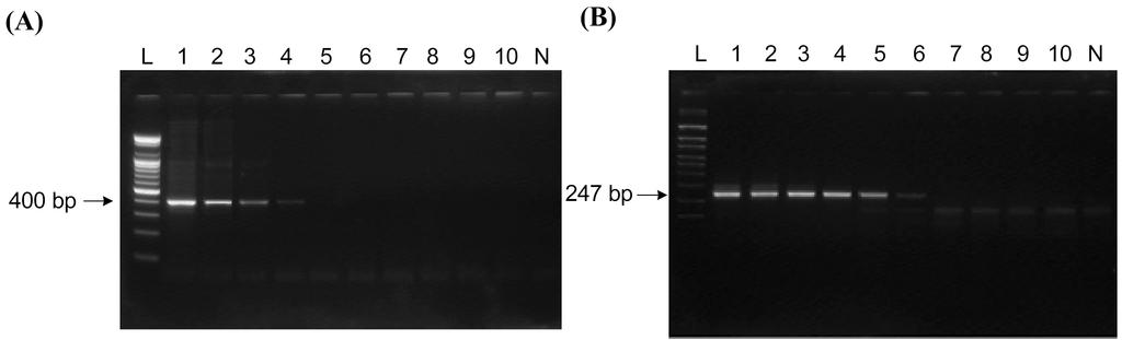 의 DNA enzyme-linked immunosorbent assay Vol. 43, No. 3 Ralstonia solanacearum 183 Threshold of detection for R. solanacearum in soil by PCR.