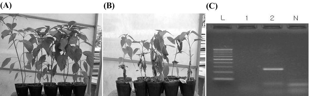 (A) Amplification of 400 bp PCR fragment by primary PCR; (B) Amplification of 247 bp PCR fragment by nested PCR. L, ladder; N, negative control. Fig. 4. 8-1 Symptom of R.