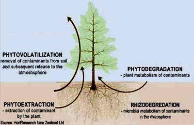 8. 오염지역정화및복원기술 (33) 8) 기타정화기술 1Phytoremediation 식생정화법 개요 오염토양 / 지하수정화를위하여식물이용하는방법으로대부분의정화는식물뿌리가뻗는부분의토양층인 rhizosphere 에서발생 phytostabilization( 오염물안정화 ) phytoextraction( 식물체로오염물이동 ) 중금속, 과잉영양분 ( 질산,