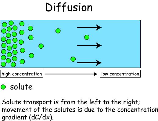 28 수분이동의개념 water 확산 (Diffusion) :