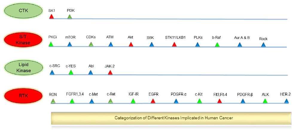 2) Protein Kinase의분류및암발생에관여하는주요 kinase 암세포의발생, 분화, 생존에는수백종류의다양한 kinase가관여하기때문에이들을기능적으로정확히분류하는것은어려운일이지만, 암에서의주요작용에따라각 kinase inhibitor 군은몇가지특징을가진다.