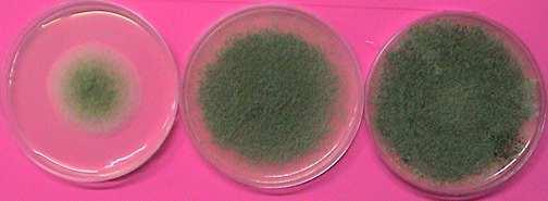 fumigatus 에의해합성된그램양성균에유효한선항균물질 As