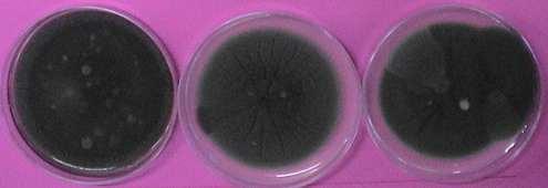 Cladosporium속이야기융단모양, 분말상, 올리브색으로뒷면은검정색이다. 공기중에가장많이존재하므로흔히오염균으로분리되나, 드물게사람에게감염예가보고되고있다. 진균성결막염과알러지를일으키는원인균이다.