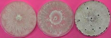 Penicillium 속 ( 푸른곰팡이, 진녹색곰팡이 ) 이야기페니실리움은항생제페니실린을생산하는곰팡이로널리알려져있다. 이것을알렉산더플레밍이이곰팡이로오염된배양접시를발견하고하워드플로리아에른스트카인이이곰팡이로항생제를개발해오기오래전부터, 이미인류복지의큰공헌자였다. 오랫동안다양한종의페니실리움이세계최고급치즈를제공해왔기때문이다.
