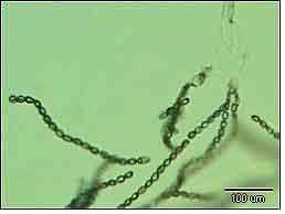 자낭균류의무성세대이며유성세대를 Nectria속이다. 대부분의종들이소형, 대형분생포자를지닌다.