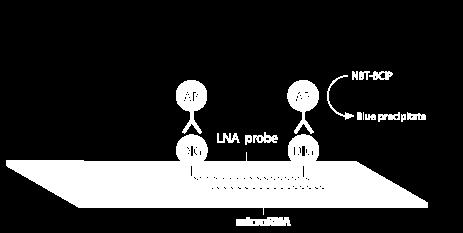 Localization(in situ hybridization) mircury LNA microrna ISH Optimization Kit(FFPE) Double DIG* 표지 LNA microrna