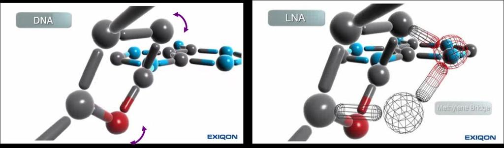 LNA TM 기술이란? Locked Nucleic Acid(LNA) 란 DNA/RNA 구조내의 2 탄소원자위의산소원자와 4 탄소원자를고정시킨 ( 노란색 ) RNA analogs로 LNA를포함한 oligonucleotide 는 DNA나 RNA에높은결합력과특이성을나타낸다.