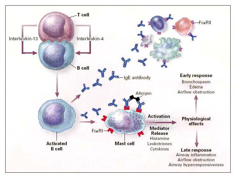 SY Lee et al. : Immunopathogenesis of asthma Figure 3. scheme of T-and B-cell interactions involved in IgE synthesis. For explanation, see text. Reproduced from reference 9. Figure 4.