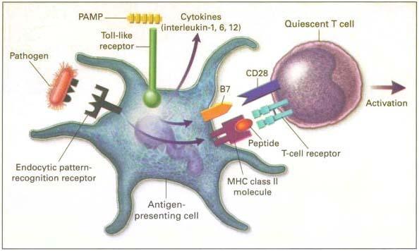 Tuberculosis and Respiratory Diseases Vol. 60. No. 4, Apr. 2006 Figure 7. The receptors Involved in the Interplay of the Innate and Adaptive Immune Systems.