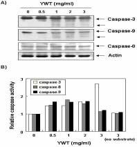 六鬱湯에의한인체자궁경부암세포의증식억제에관한연구 었지만 caspase-3 및 -9의경우는육울탕처리농도의존적으로활성형단백질의발현이증가하였다. 이러한단백질수준에서의결과를재확인하기위하여 in vitro caspase activity assay를통하여 caspases의활성정도를직접분석한결과, Fig.
