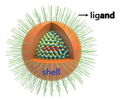[Fig. 1] 양자점의구조. 데이를양자구속효과라고하며이양자구속효과를기반으로여러가지로응용이되고있다 [11]. 양자점은코어 (core), 쉘 (shell) 및리간드 (ligand) 로이루어진다. 코어는실질적으로발광이일어나는부분으로코어의크기가발광파장을결정한다.