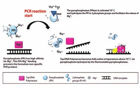 AccuPower PyroHotStart Taq PCR PreMix 세계적인바이오니아특허기술을적용한 High Specificity 용 Kit Specifications Enzyme: Taq DNA polymerase 5 to 3 exonuclease: Yes 3 to 5 exonuclease: No 3 - A overhang: Yes Fragment