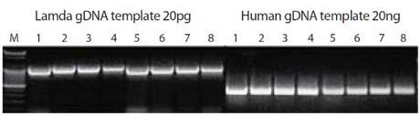 Top DNA Polymerase Experimental Data Figure 1. Enzyme activity test of Top DNA Polymerase and Taq DNA polymerase.