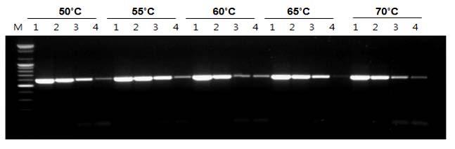 Reaction products were resolved on a 1% alkaline agarose gel. Bioneer cdna synthesis kit completed synthesis of 9 kb transcript in 10 min.