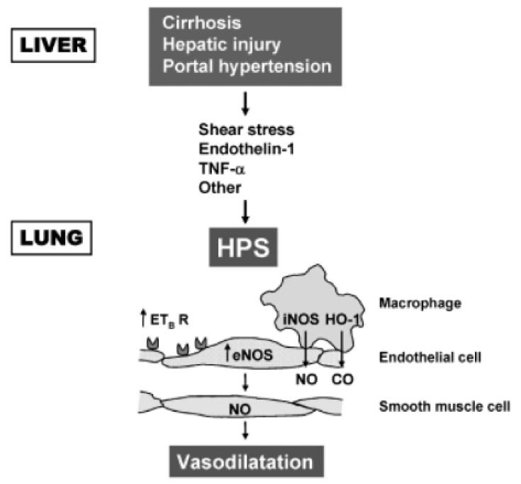 이창형 : 간폐증후군과문맥폐고혈압 Figure 1. Potential mechanisms in hepatopulmonary syndrome. (Adapted from Gaines DI, Fallon MB. Hepatopulmonary syndrome.