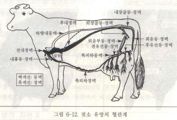 유방에분포되어있는유선의혈액공급 1.