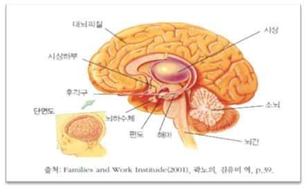 5 주차. 영아기의신체발달 2 교시. 뇌와신경계의발달 1 학습개요 학습목차 1. 뇌의구조와기능 2. 포유동물의뇌대뇌변연계 3. 신경계의발달 학습목표 뇌의구조와기능에대해살펴보고대뇌변연계와 신경계의발달에대해학습한다. 학습내용 1. 뇌의구조와기능 인간의두뇌는무게가 1,300~1,400g 정도이며그중물이 78% 를차지하고단백질 8%, 지방 10% 를차지하고있다.