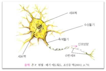 뉴런의구성요소는다음그림과같다. 뉴런은출생후다시생성되지않지만수상돌기의발달은감각적인자극에의해출생후에도계속지속된다.