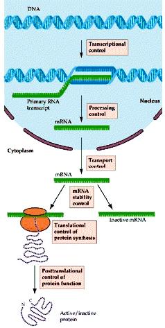 유전자의형질발현 DNA ( 유전자 ) 유전자 (DNA) : 유전정보보유 전사조절 mrna 전사가공 Pre-mRNA mrna 전사