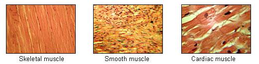 Introduction Basic Neuromuscular physiology Shin Seung Sub Skeletal muscle 체중의 40-45% 차지