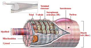 세포막 [cell membrane] 반투과성막으로물질이동의선택적관문역할 (selective barrier) 을한다 미토콘드리아 [mitochondria]