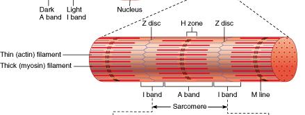 Microscopic structure Microscopic structure I band "clear zone" around Z-line (Isotropic)