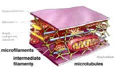 filaments consist primarily of the protein myosin, held in place by titin filaments.