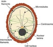 The cytoskeleton is present in all cells It is a dynamic structure that maintains cell