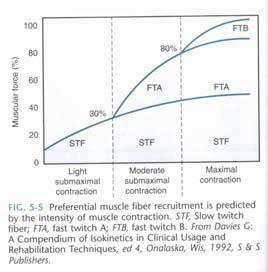 The size principle of recruitment The types of Muscle fibers First, The smallest muscle fibers/motor unit recruited Later recruited the
