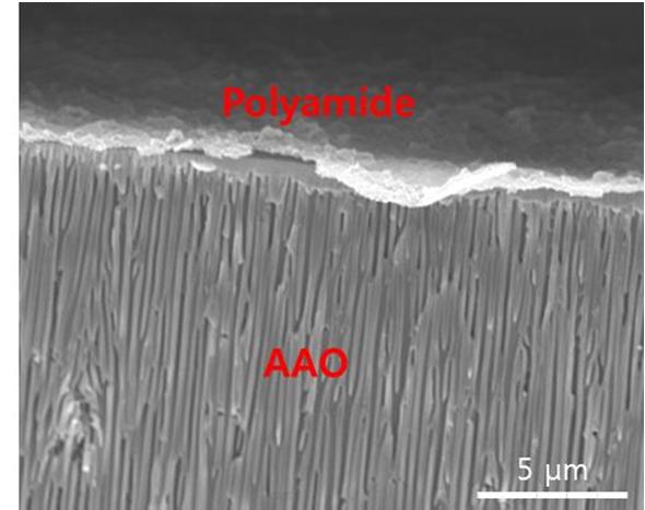 Figure 14 The Cross sectional SEM image of polyamide