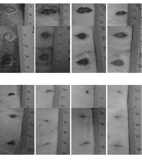 %) Day 8 Day 1 Day 12 Day 14 Fig. 3. Stress at peak of hydrogels containing citrus gel as a function of concentration. 로겔의팽윤도는 2,9~15,7% 의값을나타내었다. Total concentration 4~1 wt% 까지모두점차적으로팽윤도가증가하는것을보인다.