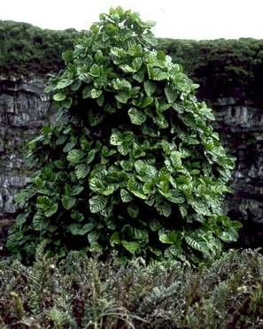 Bark of the Cinchona tree is stripped and powdered as a source of Quinine.