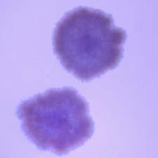 2 유산균종별유산발효의특징확인 BPB 첨가평판측정용 MRS 배지에서생성된유산균의집락형태를살펴본결과,