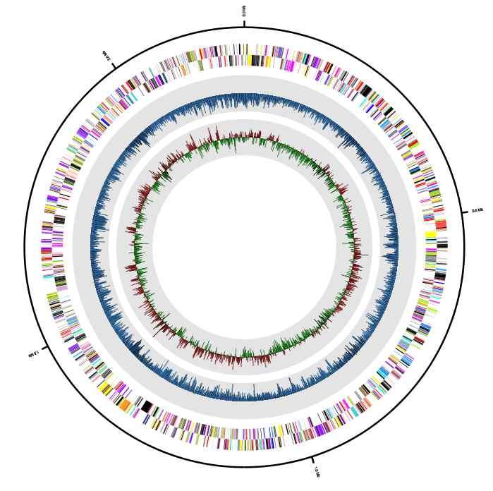 COG Description Genes % J Translation, ribosomal structure and biogenesis 146 10.06% K Transcription 60 4.14% L Replication, recombination and repair 109 7.